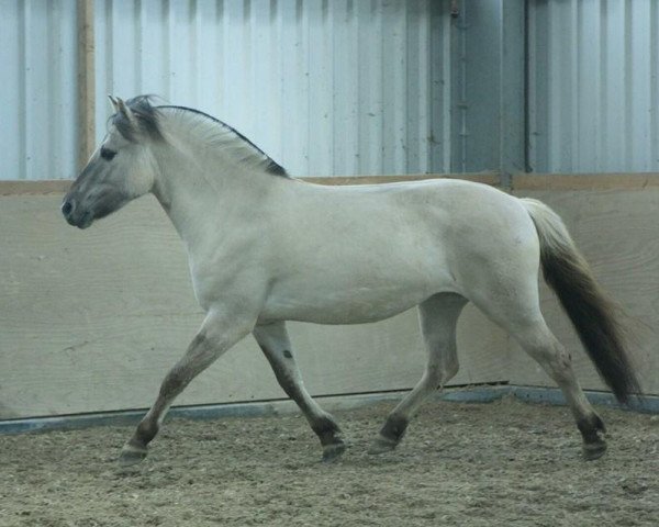 Zuchtstute Lilly (Fjordpferd, 2012, von Orkus)