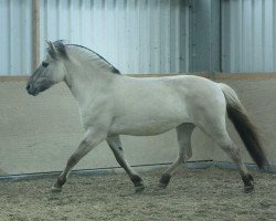 broodmare Lilly (Fjord Horse, 2012, from Orkus)