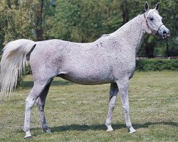 broodmare Czapelka ox (Arabian thoroughbred, 1970, from Magnat ox)