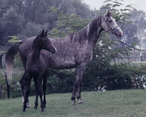 Zuchtstute Czara (Araber, 1982, von Banat 1967 ox)