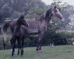 broodmare Czara (Arabian, 1982, from Banat 1967 ox)