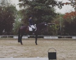 dressage horse First Star (Hanoverian, 2010, from Fiderstar)