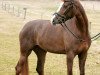 dressage horse Cuccurucucu (Oldenburg, 2007, from Sir Donnerhall I)