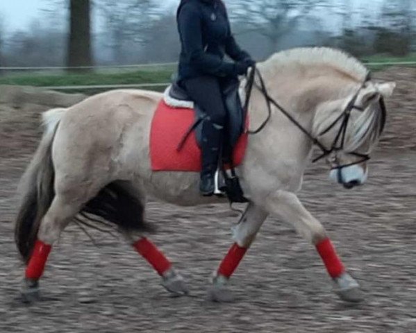 broodmare Emma Abildhøjgård (Fjord Horse, 2008, from Glibings Ajs FJH 736)