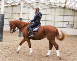 broodmare Abahatchi (Hanoverian, 1998, from Akzentus)