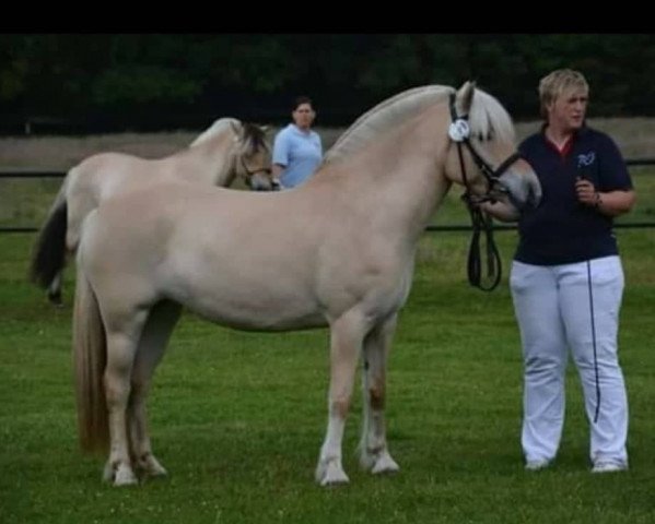 broodmare Moonligts Melodie (Fjord Horse, 2012, from Resen N.2673)