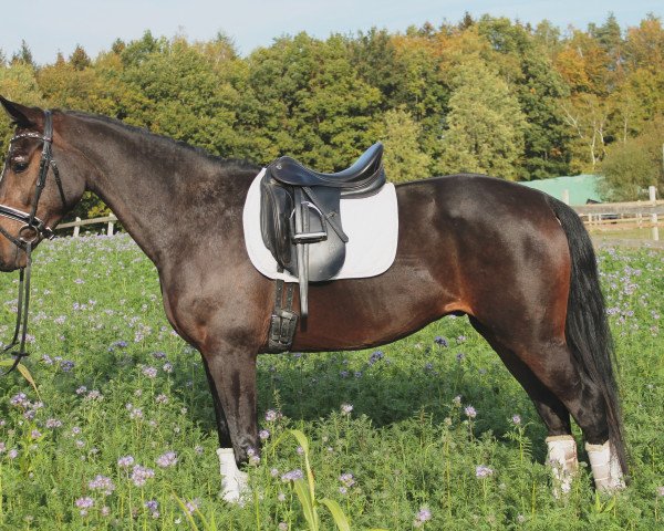 dressage horse Dondolo 178 (Oldenburg, 2014, from De Niro)