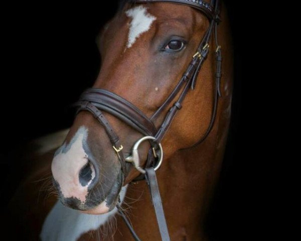 dressage horse Skippy 93 (Pinto / Hunter, 2009, from Sandro Hit)