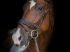 dressage horse Skippy 93 (Pinto / Hunter, 2009, from Sandro Hit)