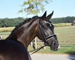 dressage horse Florentina 109 (Hanoverian, 2015, from Finest)