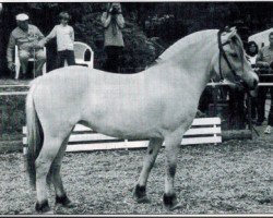 broodmare Linja (Fjord Horse, 1995, from Kvest Halsnæs)