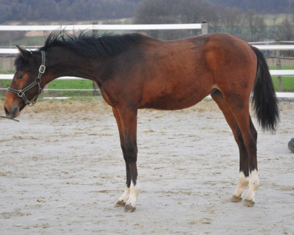 dressage horse Secret sun (Hanoverian, 2018, from Secret)