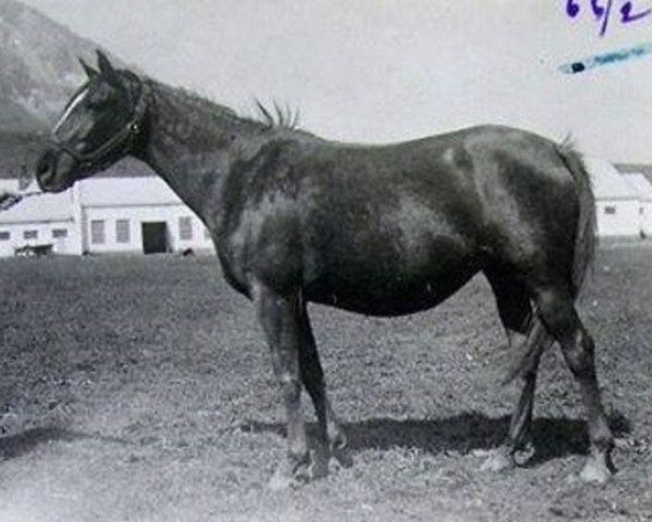 Zuchtstute Kasket ox (Vollblutaraber, 1934, von Kann 1927 ox)
