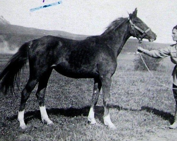 Zuchtstute Figurantka ox (Vollblutaraber, 1938, von Ferhan ox)