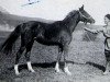 broodmare Figurantka ox (Arabian thoroughbred, 1938, from Ferhan ox)