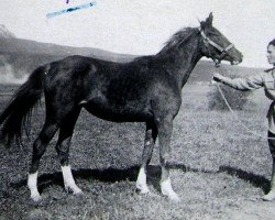 broodmare Figurantka ox (Arabian thoroughbred, 1938, from Ferhan ox)