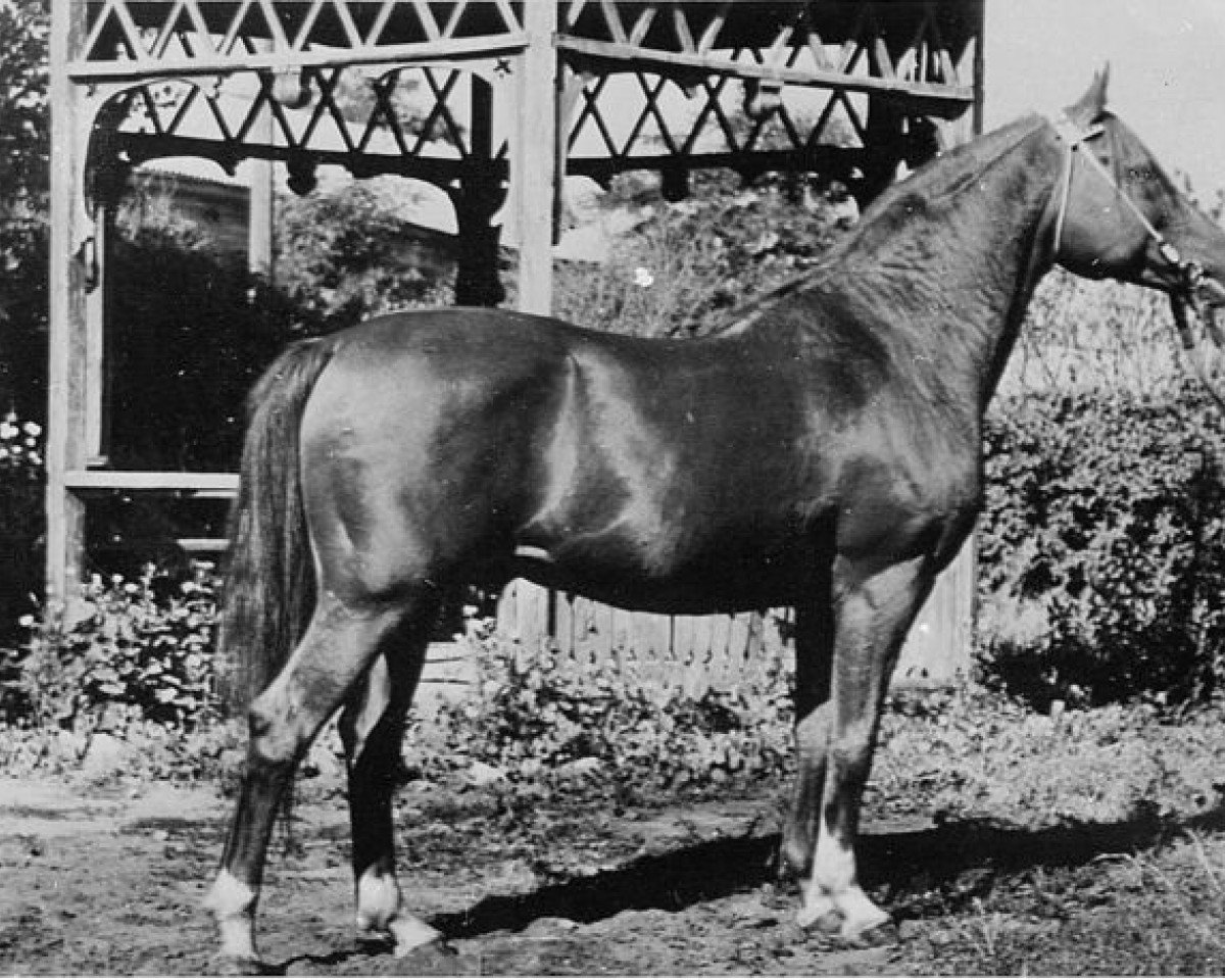 stallion Paradox ox (Arabian purebred, 1952, from Priboj 1944 ox)