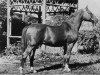 stallion Paradox ox (Arabian thoroughbred, 1952, from Priboj 1944 ox)