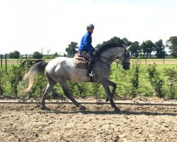 jumper Quirando 2 (Holsteiner, 2011, from Quirado)