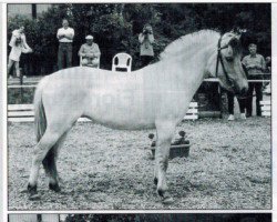 broodmare Lisa (Fjord Horse, 1995, from Jon Halsnæs)