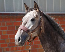 Springpferd Elektra MJ (Holsteiner, 2012, von Cachas)