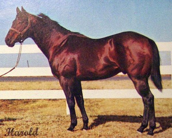 Deckhengst Double Bid (Quarter Horse, 1958, von Double Feature xx)