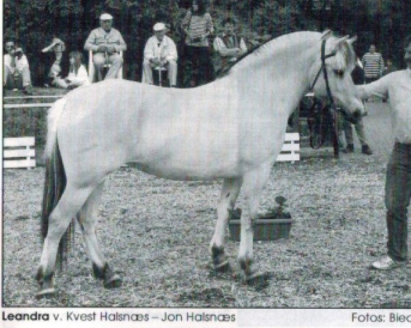 Zuchtstute Leandra (Fjordpferd, 1995, von Kvest Halsnæs)