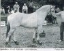 broodmare Leandra (Fjord Horse, 1995, from Kvest Halsnæs)