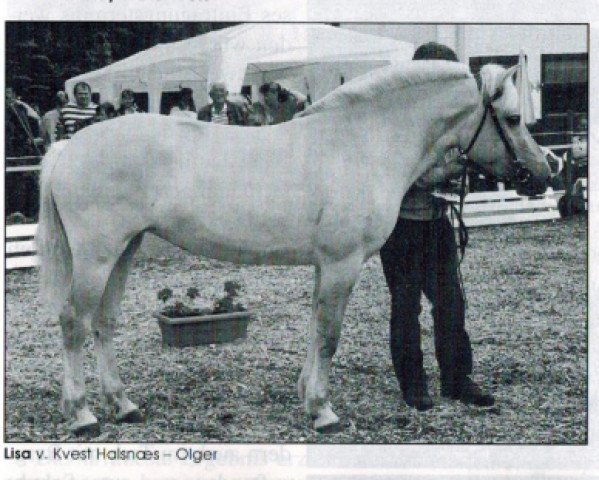 broodmare Lisa (Fjord Horse, 1995, from Kvest Halsnæs)