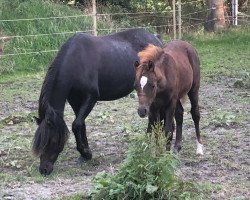 Zuchtstute Charme (Welsh Pony (Sek.B), 2009, von Chardas)