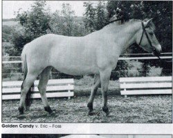 broodmare Golden Candy (Fjord Horse, 1995, from Eric)