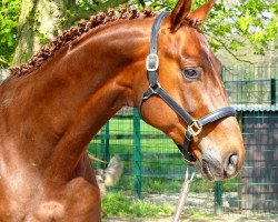 dressage horse Dreamcatcher MT (Westphalian, 2015, from Dimaggio)