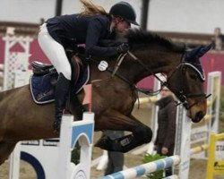 jumper Granate P (Oldenburg show jumper, 2012, from Cornet's Prinz)