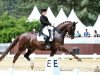 dressage horse De Nino (Hanoverian, 2008, from Don Schufro)