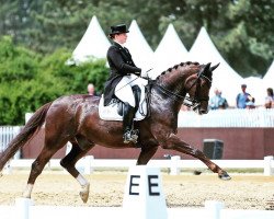 dressage horse De Nino (Hanoverian, 2008, from Don Schufro)