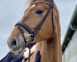 dressage horse Flash Gordon 37 (Oldenburg, 2014, from Fiderbach OLD)