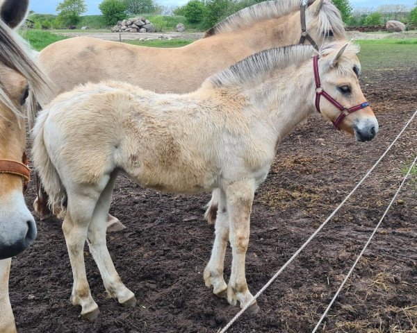 horse Oblings Madicken (Fjord Horse, 2021, from Mosegårdens Kejser)