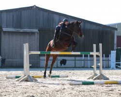 dressage horse Chica 122 (Westphalian, 2005, from Conceicao)