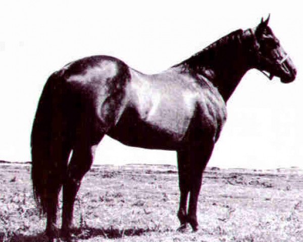 Deckhengst Bueno Chex (Quarter Horse, 1961, von King Fritz)