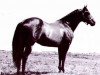 Deckhengst Bueno Chex (Quarter Horse, 1961, von King Fritz)