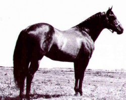 Deckhengst Bueno Chex (Quarter Horse, 1961, von King Fritz)