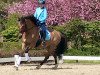 broodmare Pav Vanilla Loona (German Riding Pony, 2009, from Nemax)