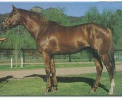 stallion Salieri xx (Thoroughbred, 1980, from Accipiter xx)