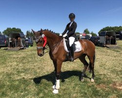 dressage horse Let's Dance J (Hanoverian, 2009, from Lauries Crusador xx)