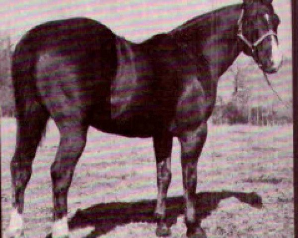 stallion Nero Wolfe (Quarter Horse, 1957, from Third Reader)