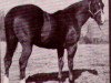 stallion Nero Wolfe (Quarter Horse, 1957, from Third Reader)