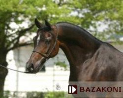 broodmare Elwira ox (Arabian thoroughbred, 1992, from Arbil ox)