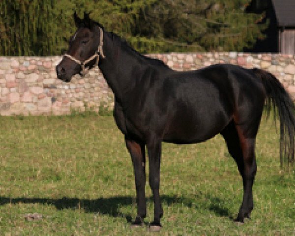 broodmare Czasufi (Arabian,  , from Epejos)