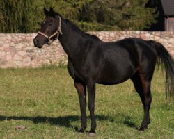 broodmare Czasufi (Arabian,  , from Epejos)