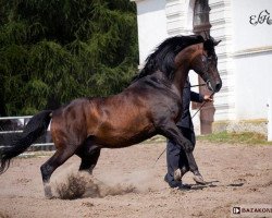 stallion Pilot ox (Arabian thoroughbred, 1987, from Fawor ox)